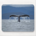 USA, Alaska, Tongass National Forest, Humpback