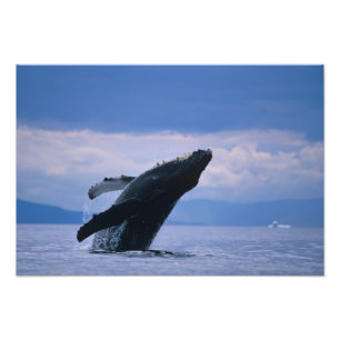 USA, Alaska, Tongass National Forest, Humpback Photo Print