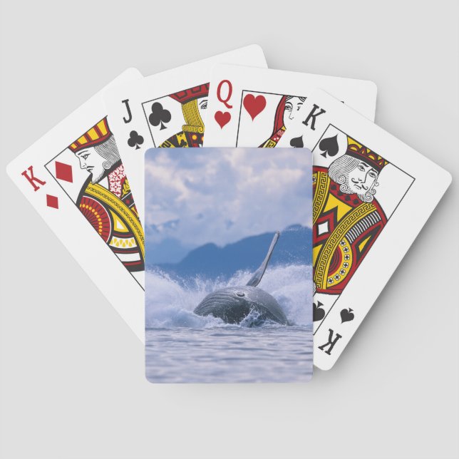 USA, Alaska, Tongass National Forest, Humpback Playing Cards (Back)