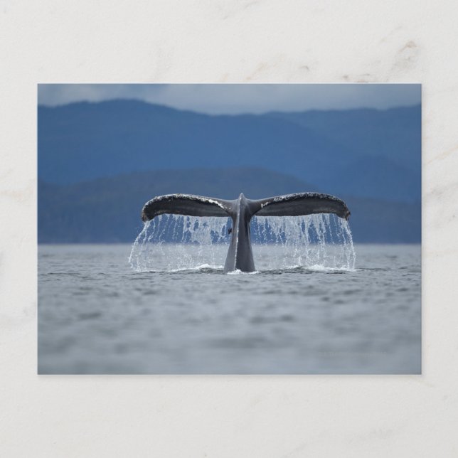 USA, Alaska, Tongass National Forest, Humpback Postcard (Front)