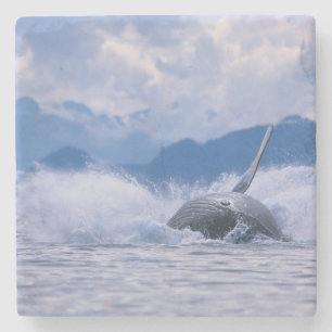 USA, Alaska, Tongass National Forest, Humpback Stone Coaster
