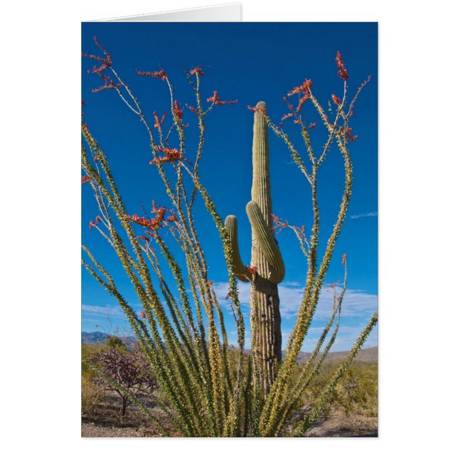 USA, Arizona. Cactus In Saguaro National Park (Front)