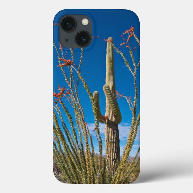 USA, Arizona. Cactus In Saguaro National Park Case-Mate iPhone Case (Back)