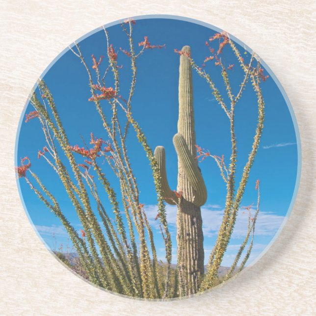 USA, Arizona. Cactus In Saguaro National Park Coaster (Front)