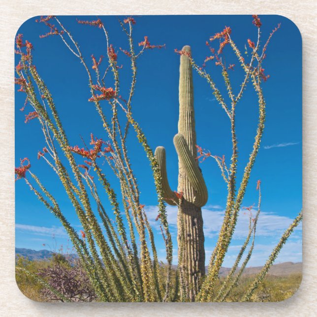 USA, Arizona. Cactus In Saguaro National Park Coaster (Front)