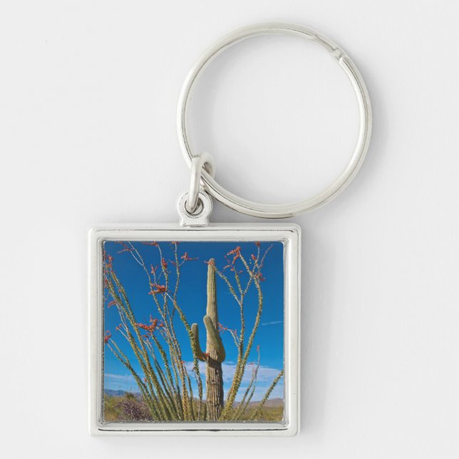 USA, Arizona. Cactus In Saguaro National Park Key Ring (Front)