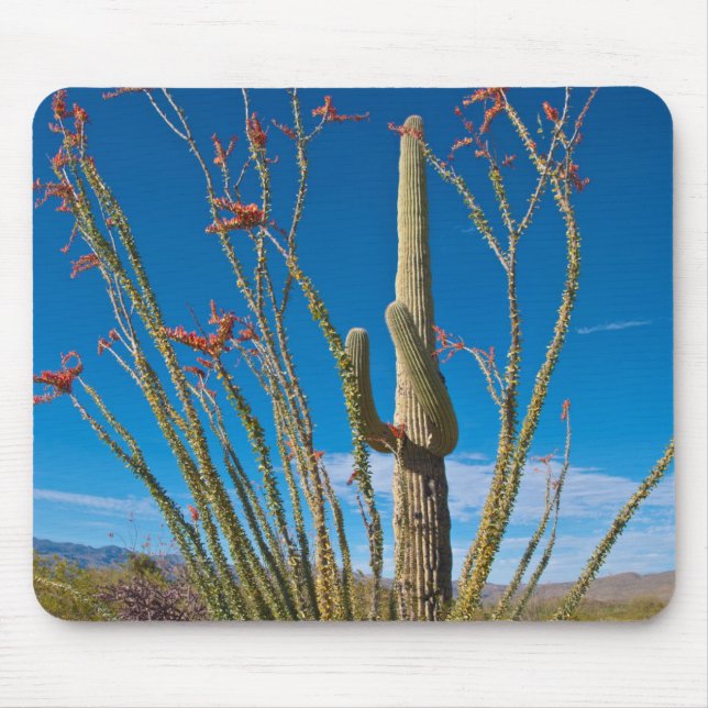 USA, Arizona. Cactus In Saguaro National Park Mouse Mat (Front)
