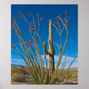 USA, Arizona. Cactus In Saguaro National Park Poster