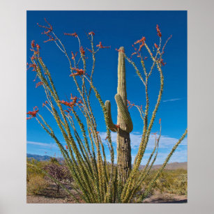 USA, Arizona. Cactus In Saguaro National Park Poster