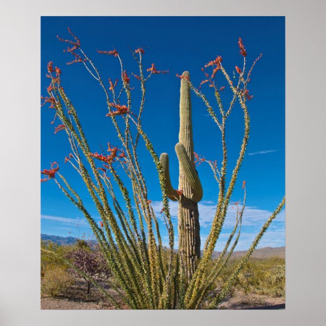 USA, Arizona. Cactus In Saguaro National Park Poster (Front)