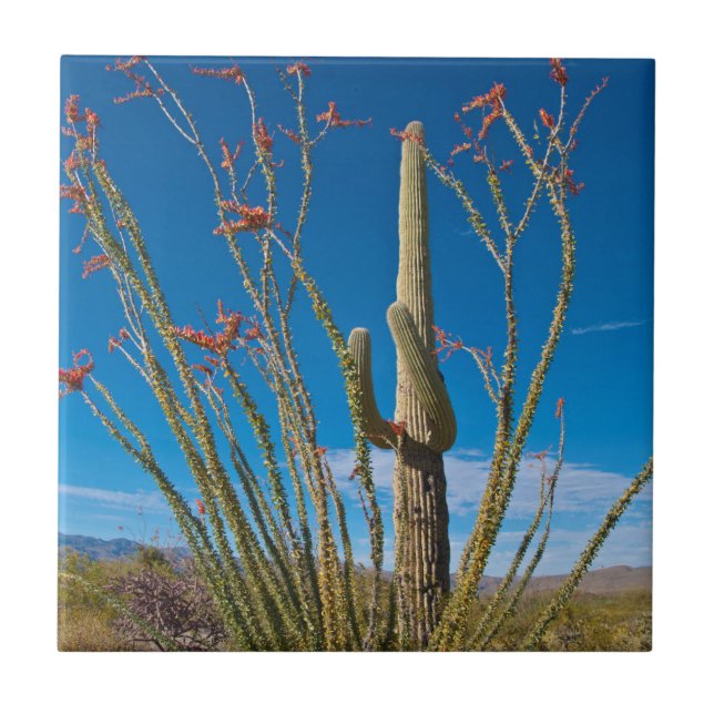 USA, Arizona. Cactus In Saguaro National Park Tile (Front)