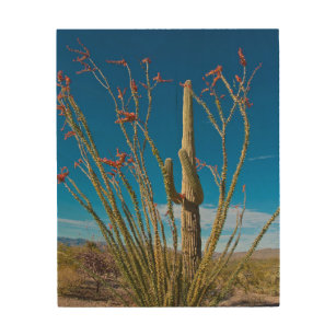 USA, Arizona. Cactus In Saguaro National Park Wood Wall Art