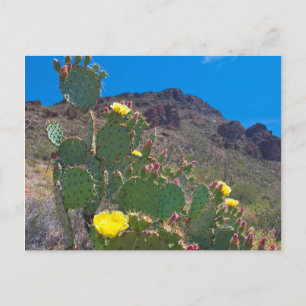 USA, Arizona. Cactus In The Hills Postcard