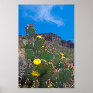USA, Arizona. Cactus In The Hills Poster