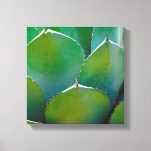 USA, Arizona. Close-Up Of Succulent Plant Canvas Print