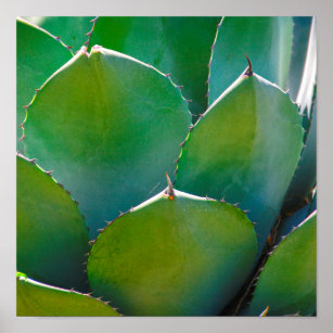 USA, Arizona. Close-Up Of Succulent Plant Poster