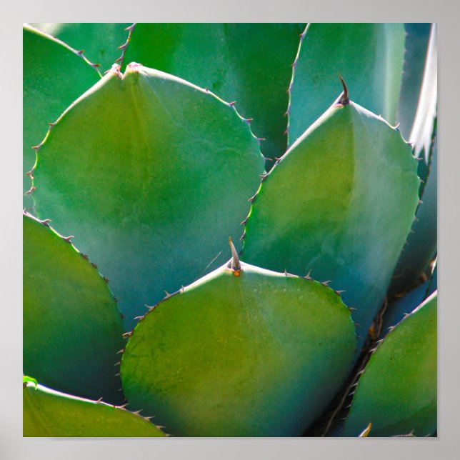 USA, Arizona. Close-Up Of Succulent Plant Poster (Front)