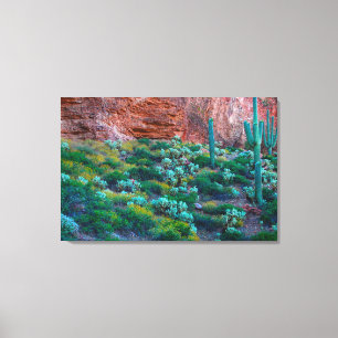 USA, Arizona. Desert Flora Canvas Print