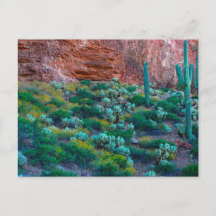 USA, Arizona. Desert Flora Postcard