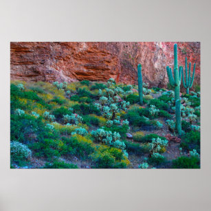 USA, Arizona. Desert Flora Poster