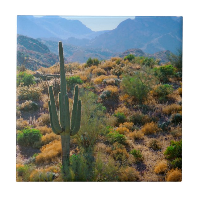 USA, Arizona. Desert View Tile (Front)