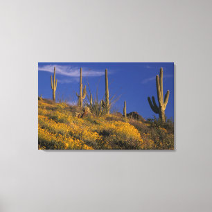 USA, Arizona, Organ Pipe Cactus National 2 Canvas Print