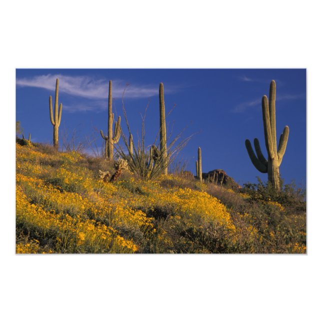 USA, Arizona, Organ Pipe Cactus National 2 Photo Print (Front)