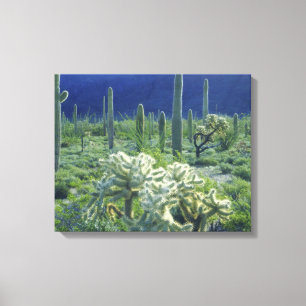 USA, Arizona, Organ Pipe Cactus National Canvas Print