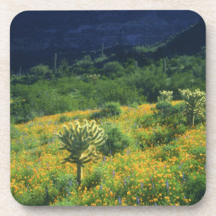 USA, Arizona, Organ Pipe Cactus National Coaster