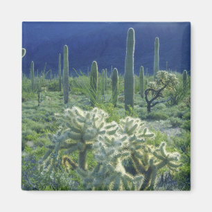 USA, Arizona, Organ Pipe Cactus National Magnet