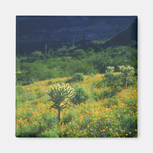 USA, Arizona, Organ Pipe Cactus National Magnet