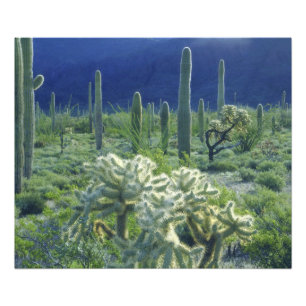 USA, Arizona, Organ Pipe Cactus National Photo Print