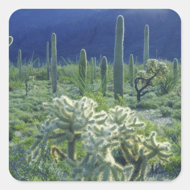USA, Arizona, Organ Pipe Cactus National Square Sticker (Front)