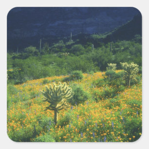 USA, Arizona, Organ Pipe Cactus National Square Sticker