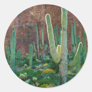 USA, Arizona. Saguaro Cactus Field By A Cliff Classic Round Sticker