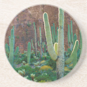 USA, Arizona. Saguaro Cactus Field By A Cliff Coaster
