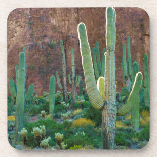 USA, Arizona. Saguaro Cactus Field By A Cliff Coaster