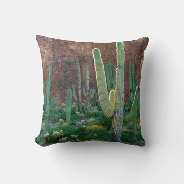 USA, Arizona. Saguaro Cactus Field By A Cliff Cushion (Front)