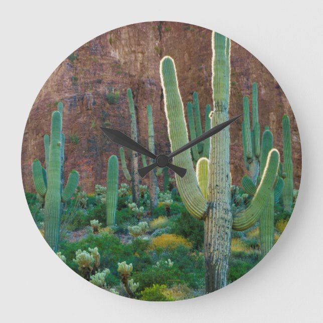 USA, Arizona. Saguaro Cactus Field By A Cliff Large Clock (Front)