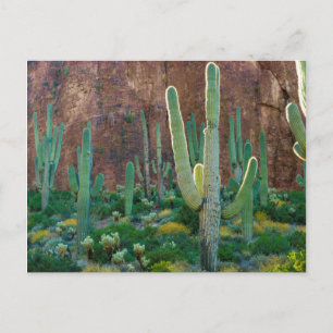 USA, Arizona. Saguaro Cactus Field By A Cliff Postcard