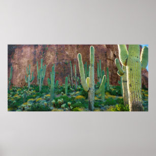 USA, Arizona. Saguaro Cactus Field By A Cliff Poster