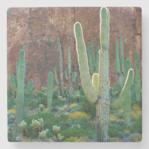 USA, Arizona. Saguaro Cactus Field By A Cliff Stone Coaster