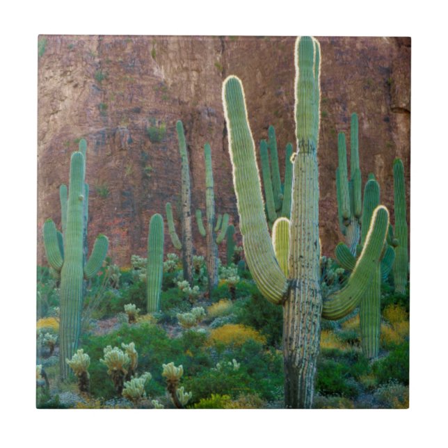 USA, Arizona. Saguaro Cactus Field By A Cliff Tile (Front)