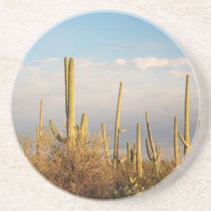 USA, Arizona, Saguaro National Park, Saguaro Coaster