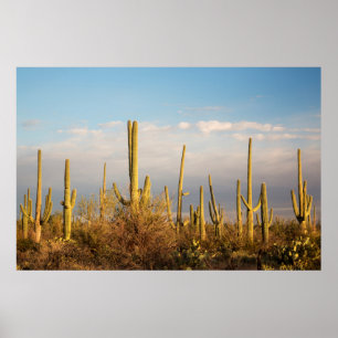 USA, Arizona, Saguaro National Park, Saguaro Poster