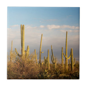 USA, Arizona, Saguaro National Park, Saguaro Tile