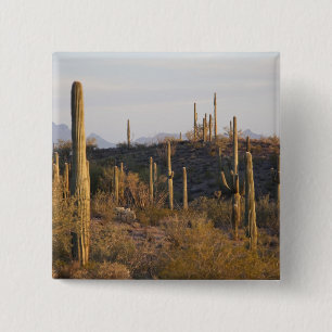 USA, Arizona, Sonoran Desert, Ajo, Ajo 2 15 Cm Square Badge
