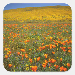 USA, California, Antelope Valley California Square Sticker