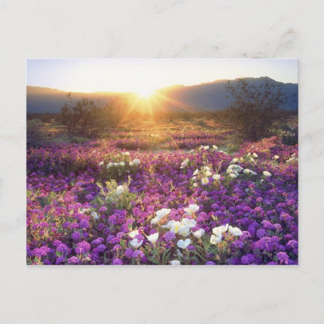 USA, California, Anza-Borrego Desert State Park. 2 Postcard (Front)