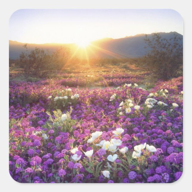 USA, California, Anza-Borrego Desert State Park. 2 Square Sticker (Front)